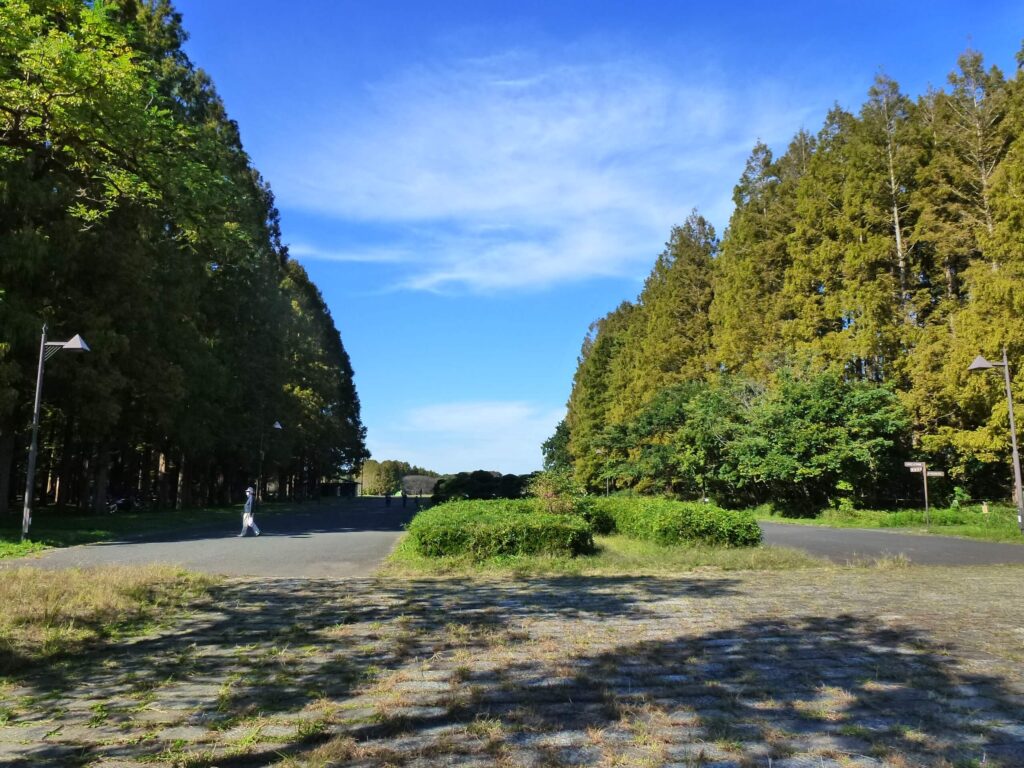 水元公園のメタセコイヤ並木